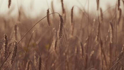 Obraz premium A Serene And Expansive Field Of Golden Grass Bathed In Soft, Warm Light and Glow