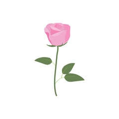 Rose vector on white background. Rose Rose isolated