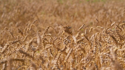 A Beautiful Golden Wheat Field Under the Bright Sunlight, Embracing Natures Wonder