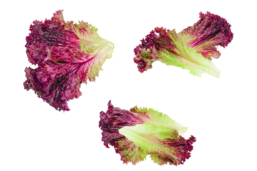 three large, vibrant leaves of red oak leaf lettuce, showing rich crimson color and frilly texture photograph isolated on transparent background.