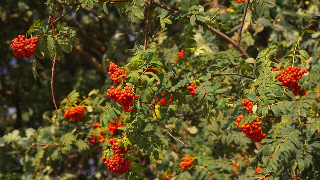 The Vibrant Red Berries are beautifully situated on Green Foliage of the Mountain Ash Tree