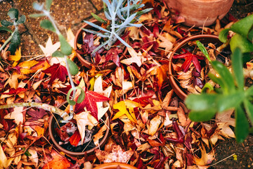 Colorful Autumn Leaves Scattered Around Garden Pots