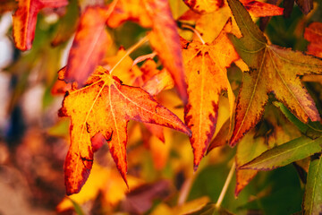 Close-Up of Colorful Autumn Maple Leaves