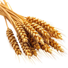 Golden wheat bunch, stacked ears showing texture and detail