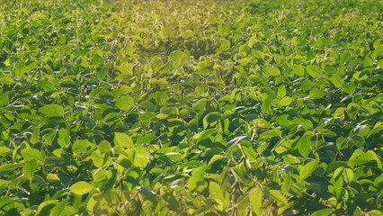 A Beautiful and Vibrant Green Soybean Field in the Phase of Full Growth and Prosperity