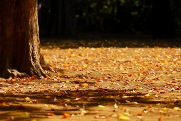 夕暮れ時の公園に紅葉した落ち葉