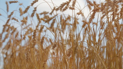 Fototapeta premium A stunning golden grain field stretching far and wide beneath a bright blue sky above