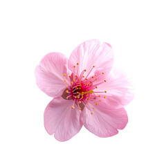 Delicate pink blossom with yellow stamen on a dark background
