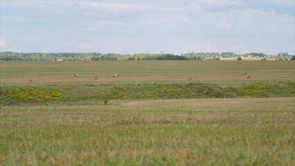 A beautiful and vibrant prairie landscape teeming with diverse wildlife and plants