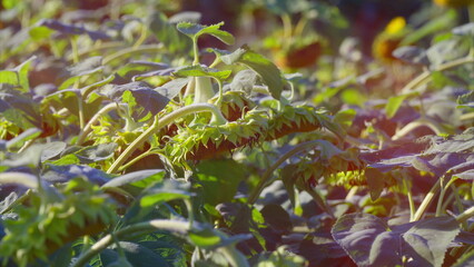 A beautiful Sunflower Field in its Early Growth Stage, vibrant colors ideal for agronomy