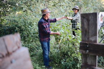 Smiling senior couple harvest ripe green vegetables together in their lush organic garden, enjoying outdoor retirement hobby, homegrown produce and sustainable healthy living