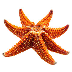 Seven-armed orange starfish, dotted texture on a dark background