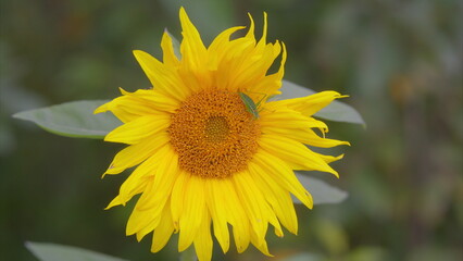 A Bright and Vibrant Sunflower in Full, Gorgeous Bloom, Featuring an Intriguing Insect Visitor
