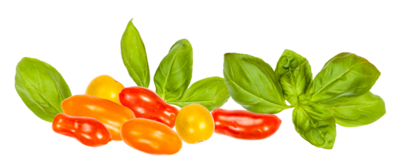 freshly harvested red, orange, and yellow heirloom grape tomatoes clustered among bright green basil leaves, isolated against a dark background.