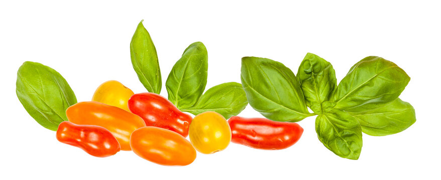 freshly harvested red, orange, and yellow heirloom grape tomatoes clustered among bright green basil leaves, isolated against a dark background.
