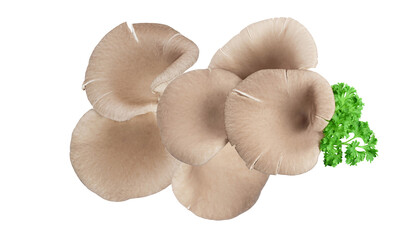 large cluster of raw gray oyster mushrooms (pleurotus ostreatus) with visible gills and textured caps, garnished with fresh green parsley on black.