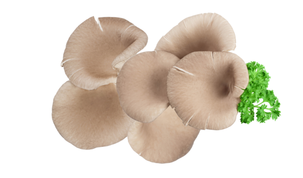 large cluster of raw gray oyster mushrooms (pleurotus ostreatus) with visible gills and textured caps, garnished with fresh green parsley on black.