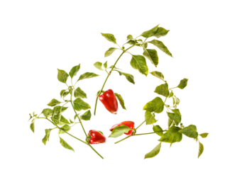 photograph of small red chili peppers growing on green leafy stems, forming a natural composition isolated on transparent background.