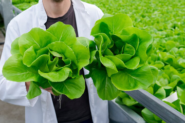 A male worker holds a couple of freshly harvested lettuce pots in a greenhouse