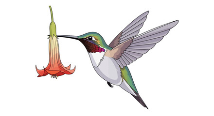 A ruby-throated hummingbird hovers while drinking nectar from a red trumpet-shaped flower illustration.