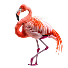 Flamingo Pink bird with long neck and legs stands on one leg