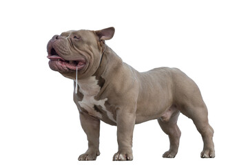 American bully of light brown beige color, a dog on a walk, a bulldog stands with his tongue sticking out and salivating, isolated object on transparent background, png