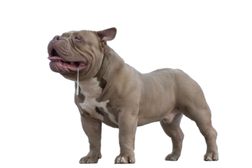 American bully of light brown beige color, a dog on a walk, a bulldog stands with his tongue sticking out and salivating, isolated object on transparent background, png