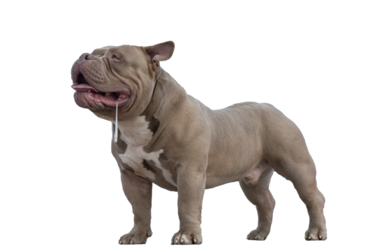 American bully of light brown beige color, a dog on a walk, a bulldog stands with his tongue sticking out and salivating, isolated object on transparent background, png