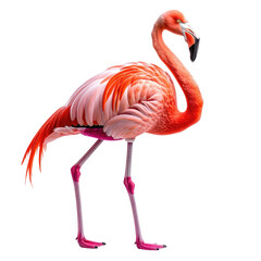 Pink flamingo standing with long legs, curved neck and detailed feathers