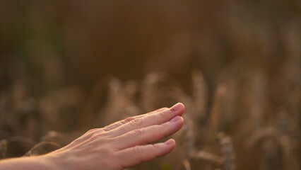 Enjoying a Gentle Touch in a Beautiful Golden Field at Sunset, Embracing Natures Beauty