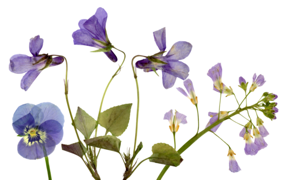 photograph featuring a pressed collection of delicate purple and blue wildflowers, including pansies and violets, arranged vertically against a pure transparent background.