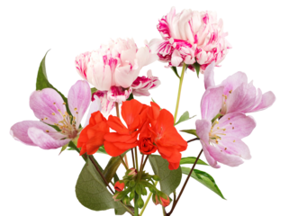 vibrant studio photograph of a colorful spring and summer flower bouquet featuring striped pink peonies, bold red geraniums, and soft pink apple blossoms isolated on black.
