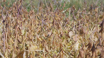The beautiful landscape of a dried soybean field during the vibrant season of autumn