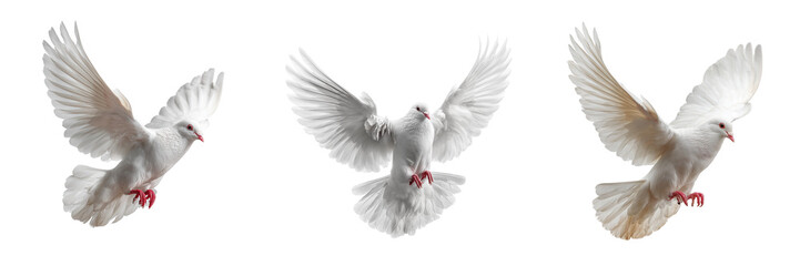 Fototapeta premium Set of A single white dove soaring gracefully through a clear sky on transparent png background. Ai generated