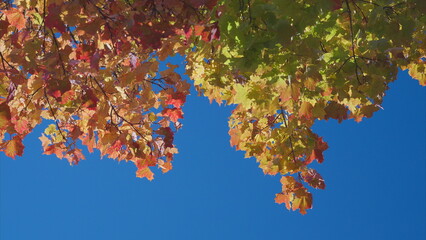 The vibrant autumn foliage glimmering against a clear blue sky creates a breathtaking view