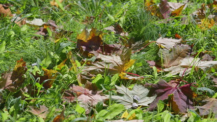 The beautiful Autumn Leaves are scattered on the grassy ground within a stunning natural landscape