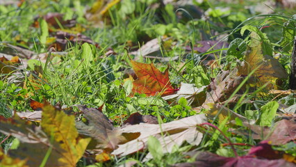 A Vibrant Display of Colorful Autumn Leaves Resting on the Ground Surrounded by Greenery