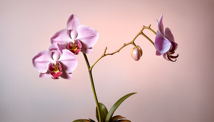 High-resolution macro of a pink orchid branch with blooms and bud. Soft gradient background and studio lighting highlight natural beauty and serenity. Elegant botanical still life.