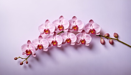 Elegant pink orchid flowers with delicate petals and vibrant centers captured in high-res studio macro. Soft lighting, minimalist gradient backdrop, symmetrical composition, refined botanical beauty.