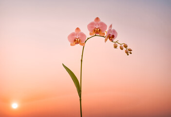 Elegant pink orchid blooms backlit by warm sunrise, silhouette framed by soft peach-to-lavender gradient. Minimalist botanical portrait evokes serenity, natural beauty, and tranquil renewal.