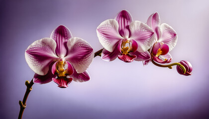 Macro shot of a Phalaenopsis orchid branch with luminous petals, intricate venation, and glistening droplets against a purple background. Studio lighting highlights vibrant color and delicate texture.