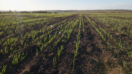 Vibrant and Lush Green Crops Are Sprouting Beautifully in Fertile, Rich Fields of Nature © beholdereye