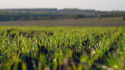 A Vibrant Green Field of Young Crops Thrives in Natures Embrace and Abundant Bounty