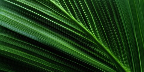 Obraz premium Close-Up View of Green Palm Leaf with Striking Light and Texture Patterns in Nature
