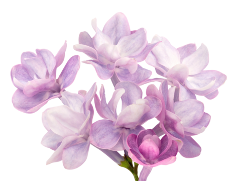 extreme close-up photograph of delicate light purple and pink double lilac blossoms clustered together and isolated on a pure transparent background.