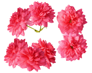 a bright and vibrant photograph of multiple clustered pink double blossoms, resembling lush roses or cherry blossoms, isolated on a pure transparent background.