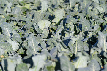 Obraz premium The Vibrant Green Broccoli Plants Thrive Brightly in a Lush and Fertile Green Field