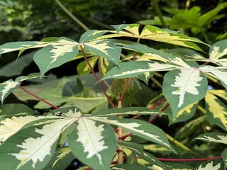 Fototapeta premium Variegated cassava leaves with red stems create a natural, vibrant botanical arrangement outdoors