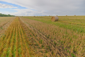 Obraz premium An Expansive Agricultural Field Featuring Hay Bales Set Beneath Clear and Sunny Skies