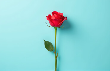 Obraz premium single red rose blooms soft pastel blue background serene still life shot directly
